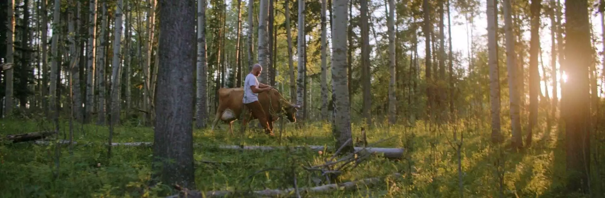 _wc_memberships_profile_field_banner_image